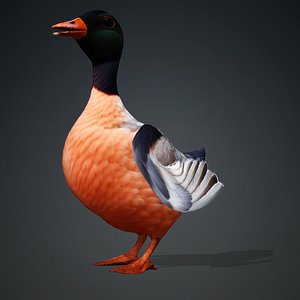 3D Duck-A6