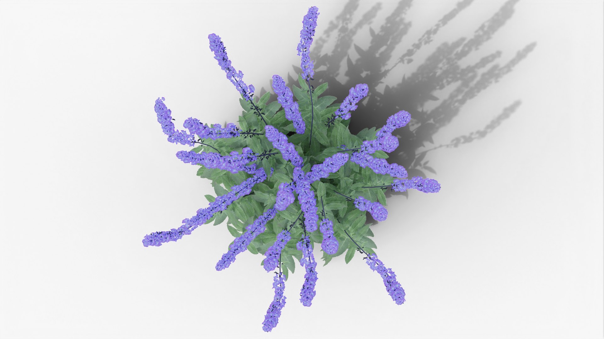 salvia nemorosa caradonna gardens 3D model https://p.turbosquid.com/ts-thumb/az/fKCpON/9d/render0002/png/1649002552/1920x1080/fit_q87/d2577418b7d5abe4bc69f15e14d7124e9d1eac16/render0002.jpg