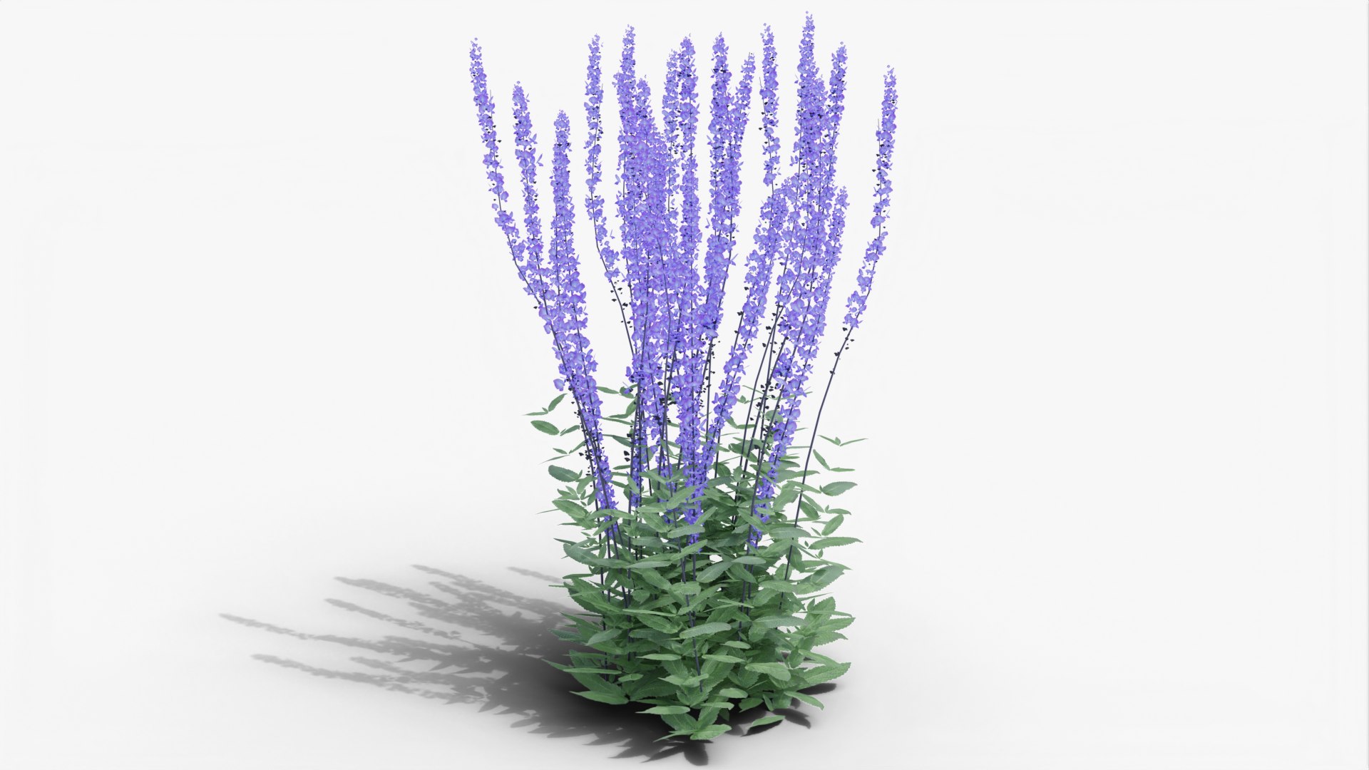 salvia nemorosa caradonna gardens 3D model https://p.turbosquid.com/ts-thumb/az/fKCpON/Mm/render0001/png/1649002552/1920x1080/fit_q87/a08dee514b9bc16c24c6d4c9f8bfe1ae00454a7a/render0001.jpg