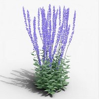 Salvia nemorosa Caradonna