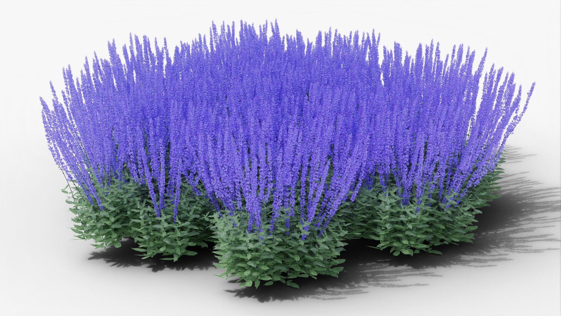 salvia nemorosa caradonna gardens 3D model https://p.turbosquid.com/ts-thumb/az/fKCpON/XW/render0005/png/1649002553/1920x1080/fit_q87/8d183ae3ebb17aa2217a74396b838da808c7f68e/render0005.jpg