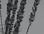 Salvia nemorosa Caradonna