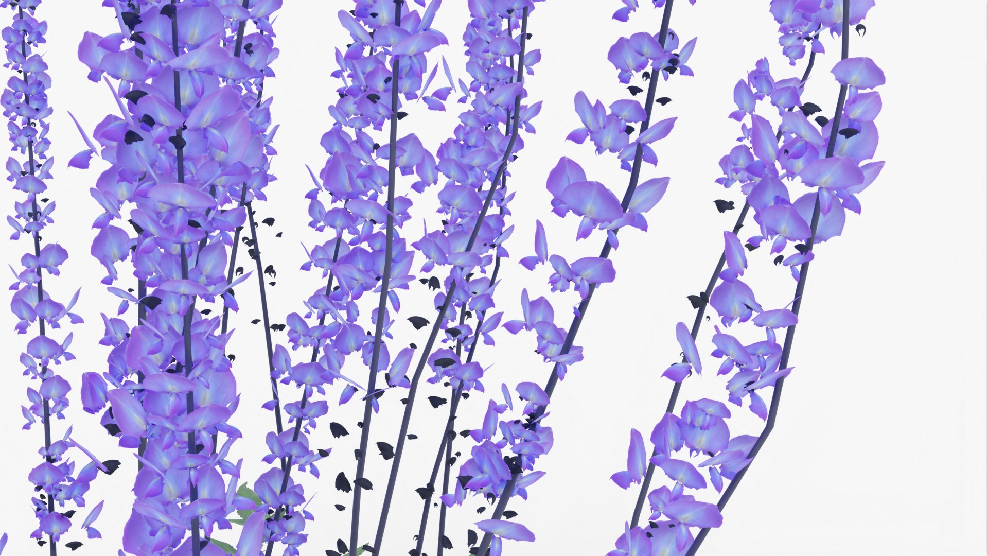 salvia nemorosa caradonna gardens 3D model https://p.turbosquid.com/ts-thumb/az/fKCpON/wM/render0003/png/1649002553/1920x1080/fit_q87/07ffaa6134f75e9cbdcede10cf30e91567e355c1/render0003.jpg