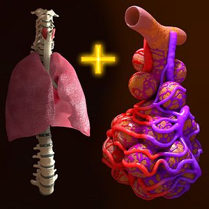 Human Respiratory Package Lung Spine Alveoli