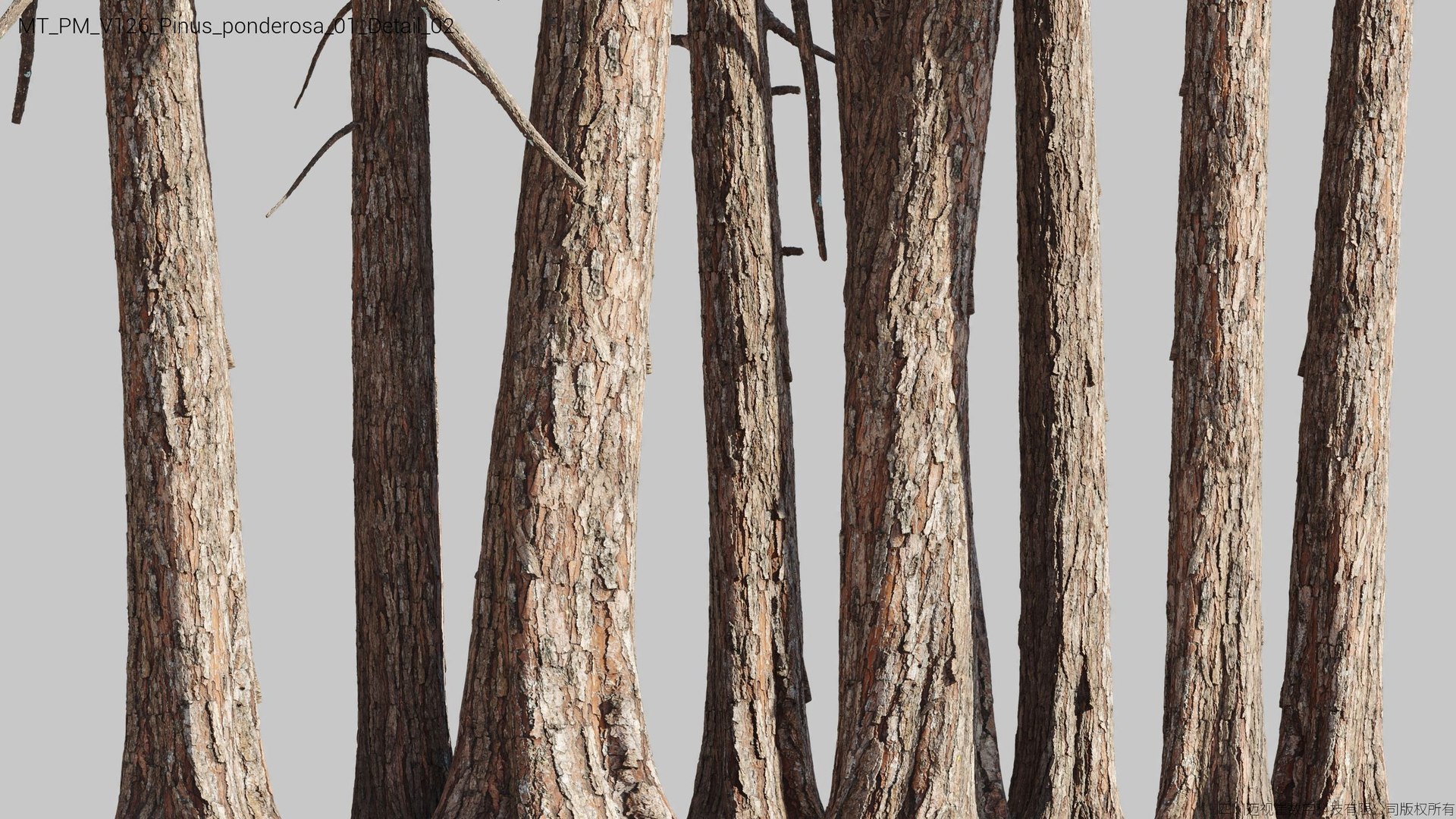 Plant Models Vol 126 - Mesh 3D model https://p.turbosquid.com/ts-thumb/az/nEmMpF/7m/mt_pm_v126_pinus_ponderosa_01_detail_02/jpg/1788918424/1920x1080/fit_q87/0f4338b4b28451d66c535bf669f74f59607b51f0/mt_pm_v126_pinus_ponderosa_01_detail_02.jpg