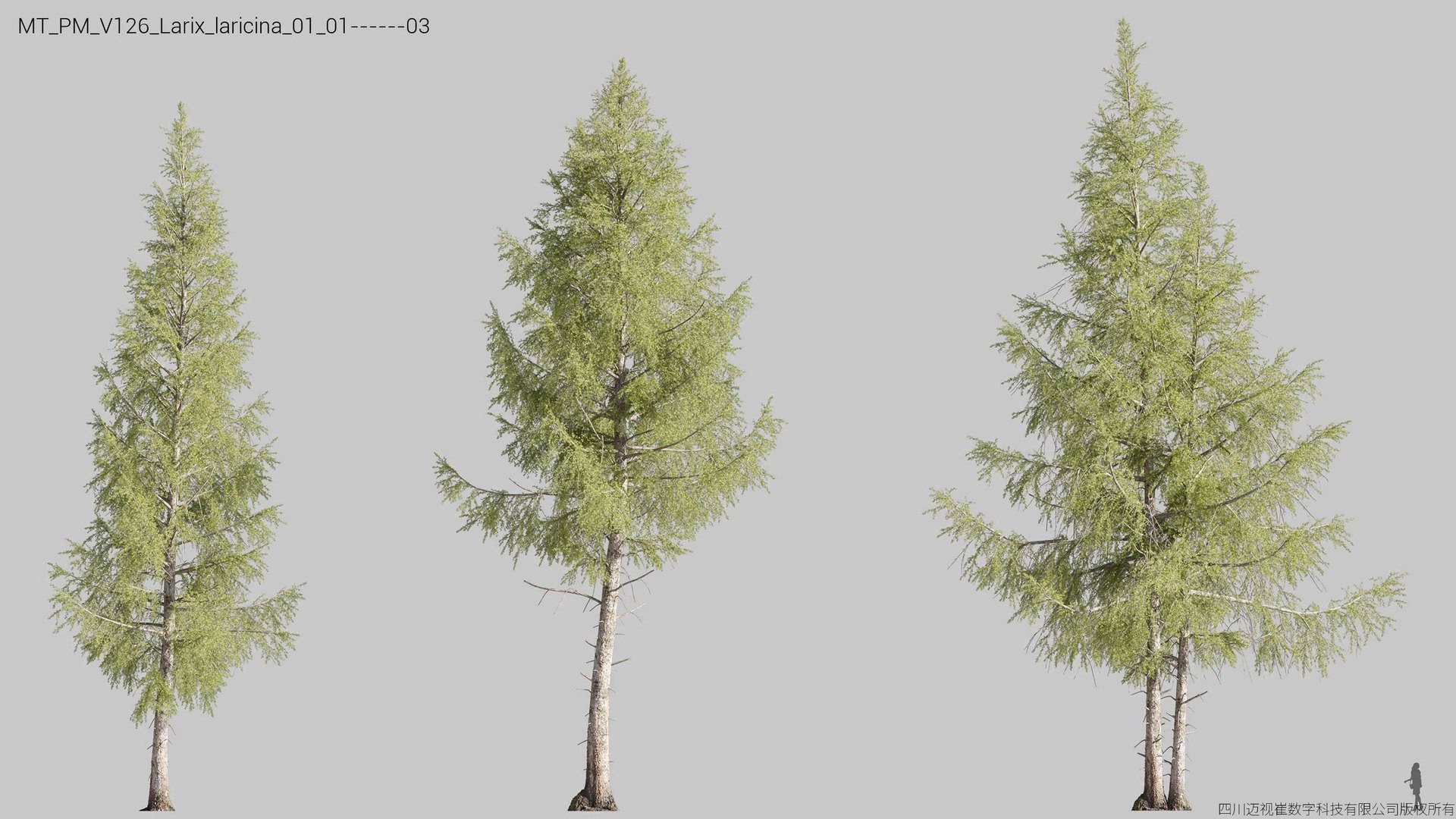 Plant Models Vol 126 - Mesh 3D model https://p.turbosquid.com/ts-thumb/az/nEmMpF/A2/mt_pm_v126_larix_laricina_01_0103/jpg/1788918449/1920x1080/fit_q87/f098865f3dfe82f16b48f0d3d068fff895d7b9e9/mt_pm_v126_larix_laricina_01_0103.jpg