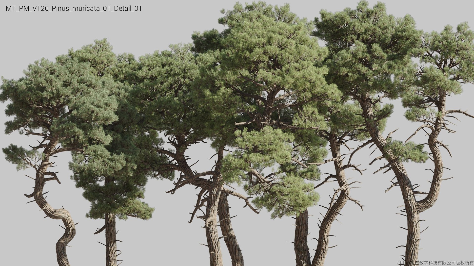 Plant Models Vol 126 - Mesh 3D model https://p.turbosquid.com/ts-thumb/az/nEmMpF/B9/mt_pm_v126_pinus_muricata_01_detail_01/jpg/1788918418/1920x1080/fit_q87/43e01aa727ee4b647726f7a75914cc2546520c9f/mt_pm_v126_pinus_muricata_01_detail_01.jpg
