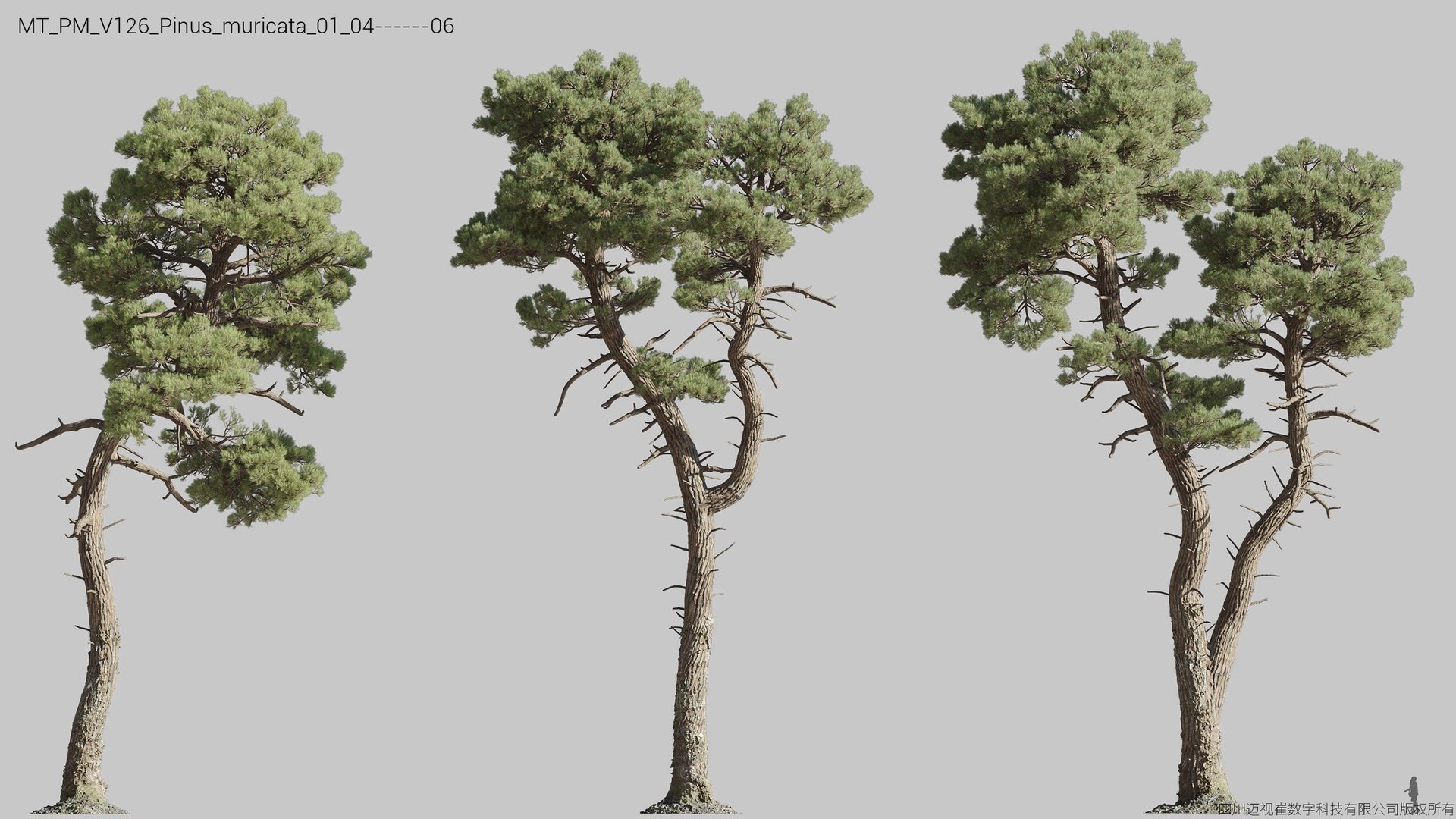 Plant Models Vol 126 - Mesh 3D model https://p.turbosquid.com/ts-thumb/az/nEmMpF/IO/mt_pm_v126_pinus_muricata_01_0406/jpg/1788918417/1920x1080/fit_q87/8af1c1cee2d0338e1c57689bd74a42141db685ac/mt_pm_v126_pinus_muricata_01_0406.jpg