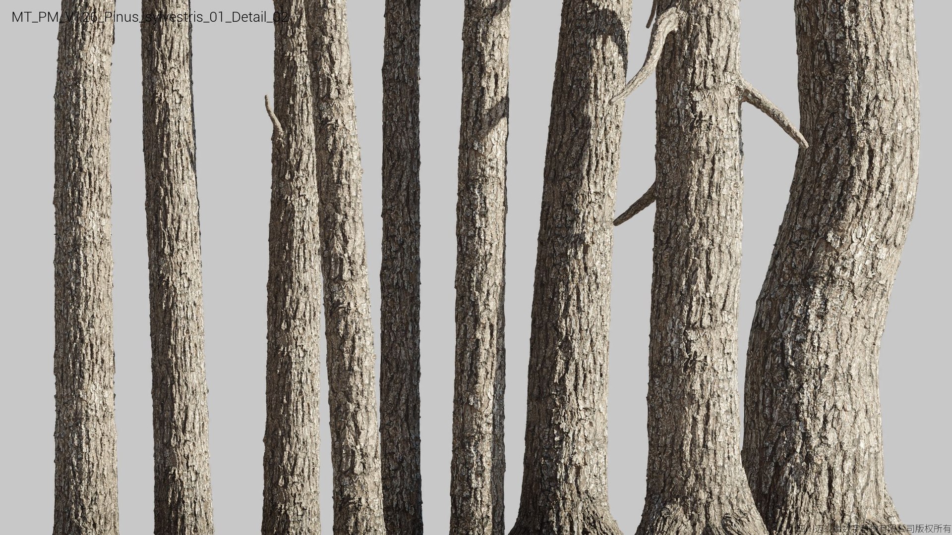Plant Models Vol 126 - Mesh 3D model https://p.turbosquid.com/ts-thumb/az/nEmMpF/Nj/mt_pm_v126_pinus_sylvestris_01_detail_02/jpg/1788918437/1920x1080/fit_q87/21cd630cc2e6e9157dd22c3fcf745bc0b57b25ab/mt_pm_v126_pinus_sylvestris_01_detail_02.jpg