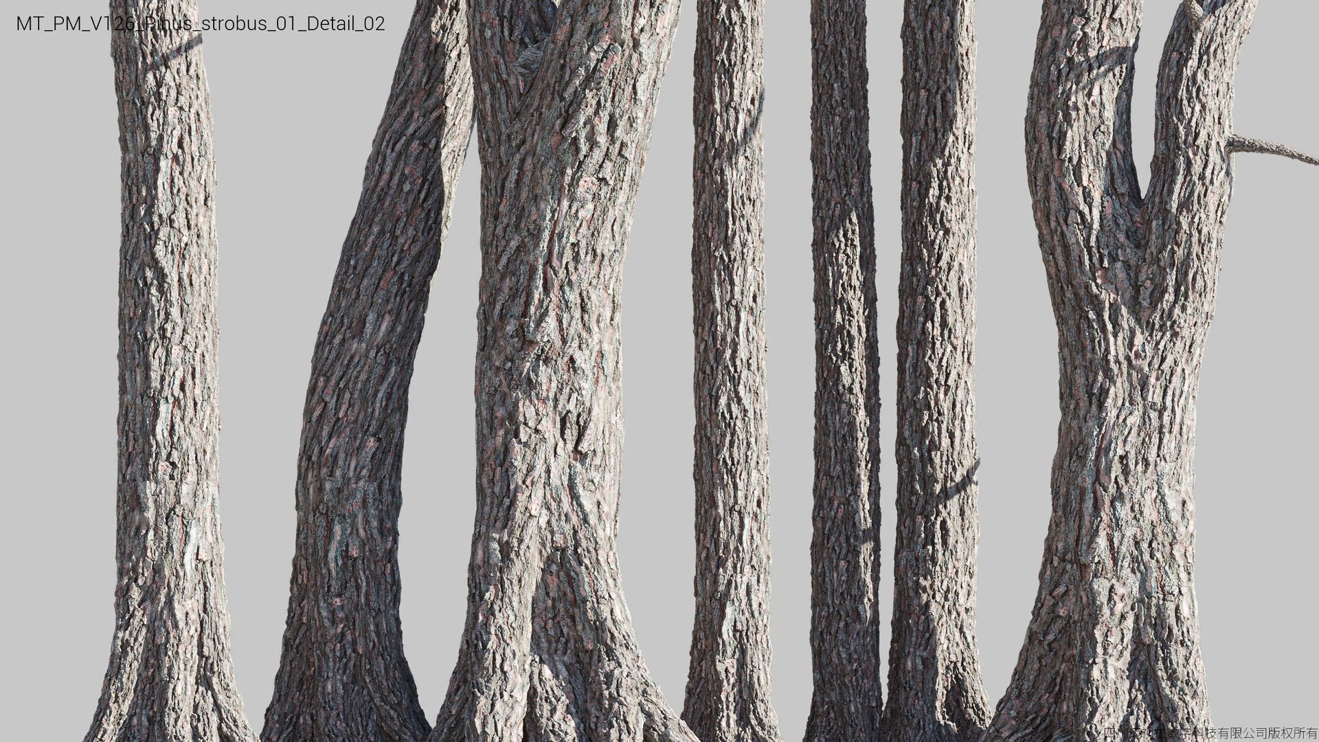 Plant Models Vol 126 - Mesh 3D model https://p.turbosquid.com/ts-thumb/az/nEmMpF/OJ/mt_pm_v126_pinus_strobus_01_detail_02/jpg/1788918433/1920x1080/fit_q87/018179933257dd6950e27178c0451609cbf672a4/mt_pm_v126_pinus_strobus_01_detail_02.jpg