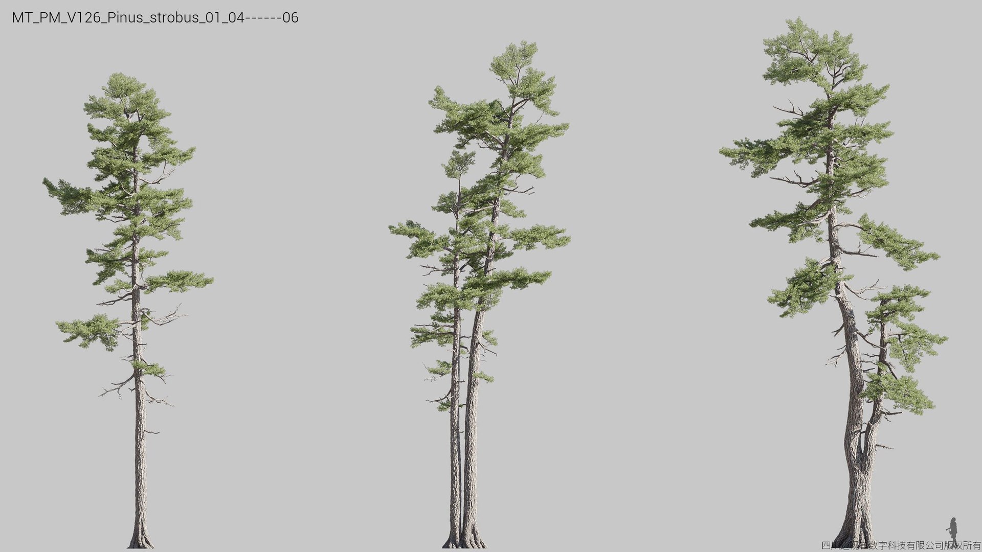 Plant Models Vol 126 - Mesh 3D model https://p.turbosquid.com/ts-thumb/az/nEmMpF/QB/mt_pm_v126_pinus_strobus_01_0406/jpg/1788918430/1920x1080/fit_q87/41a3f200e68180a9c950b920a71934b6933e0300/mt_pm_v126_pinus_strobus_01_0406.jpg