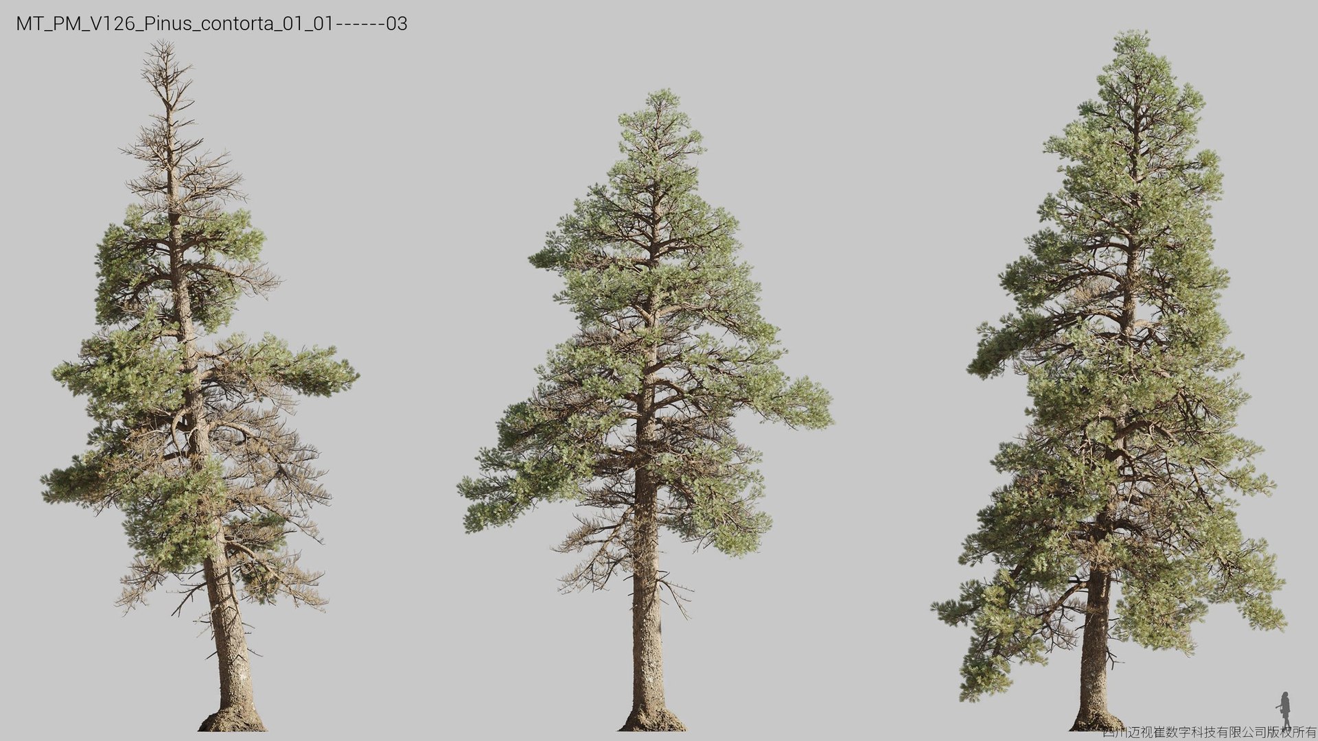 Plant Models Vol 126 - Mesh 3D model https://p.turbosquid.com/ts-thumb/az/nEmMpF/am/mt_pm_v126_pinus_contorta_01_0103/jpg/1788918389/1920x1080/fit_q87/966117b2ff95767799ef531b512fd1fbeb2969e3/mt_pm_v126_pinus_contorta_01_0103.jpg