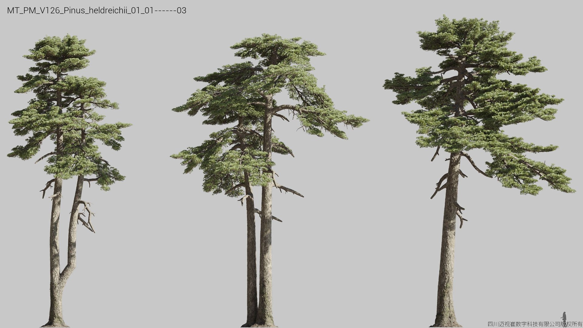 Plant Models Vol 126 - Mesh 3D model https://p.turbosquid.com/ts-thumb/az/nEmMpF/eU/mt_pm_v126_pinus_heldreichii_01_0103/jpg/1788918406/1920x1080/fit_q87/39f25c92538270ecf0753e93c3bb8b66b2410db1/mt_pm_v126_pinus_heldreichii_01_0103.jpg
