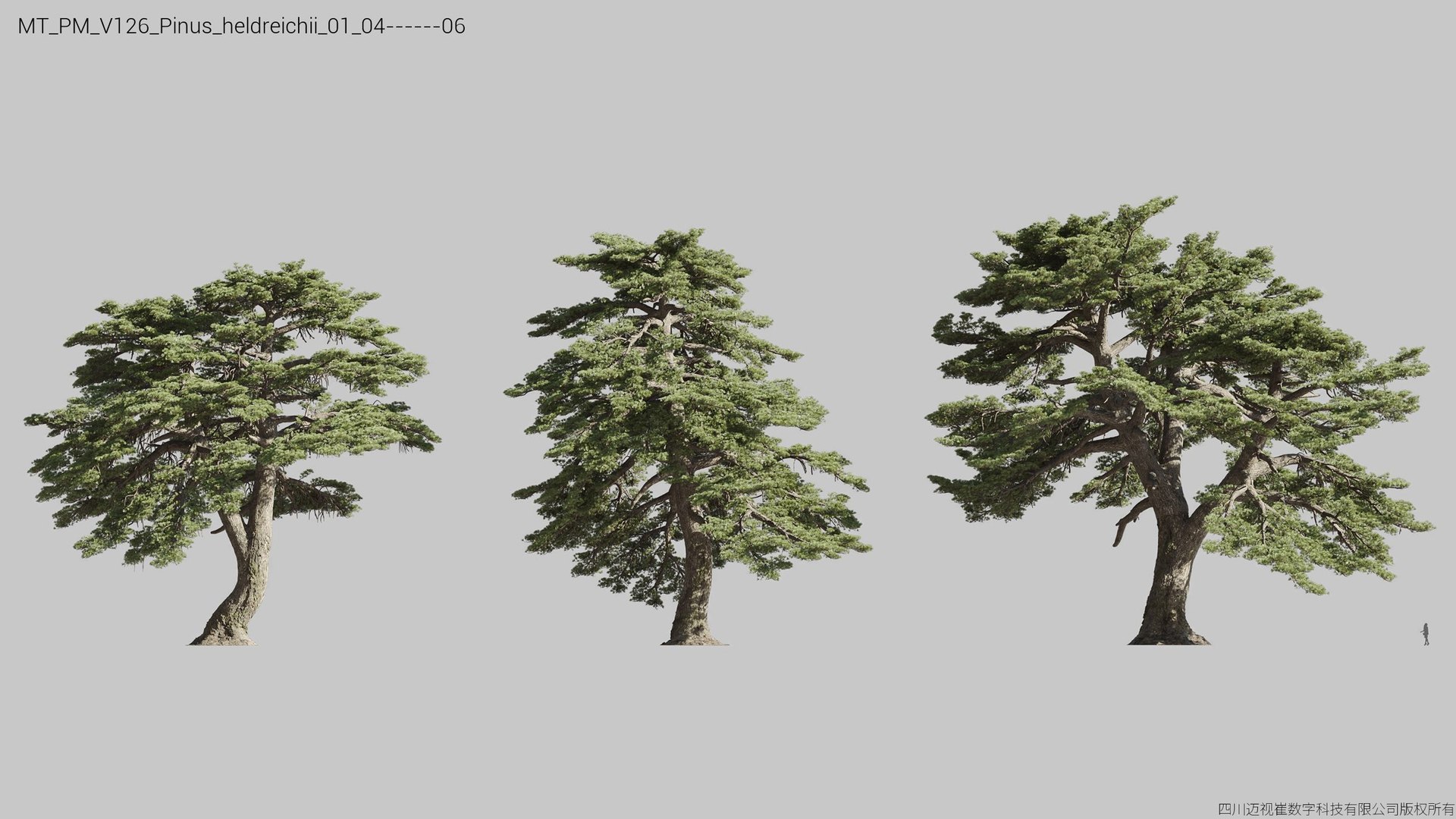 Plant Models Vol 126 - Mesh 3D model https://p.turbosquid.com/ts-thumb/az/nEmMpF/p3/mt_pm_v126_pinus_heldreichii_01_0406/jpg/1788918407/1920x1080/fit_q87/5f9f9a0e04c9fb589c75e4f47c7990b328cca8f0/mt_pm_v126_pinus_heldreichii_01_0406.jpg