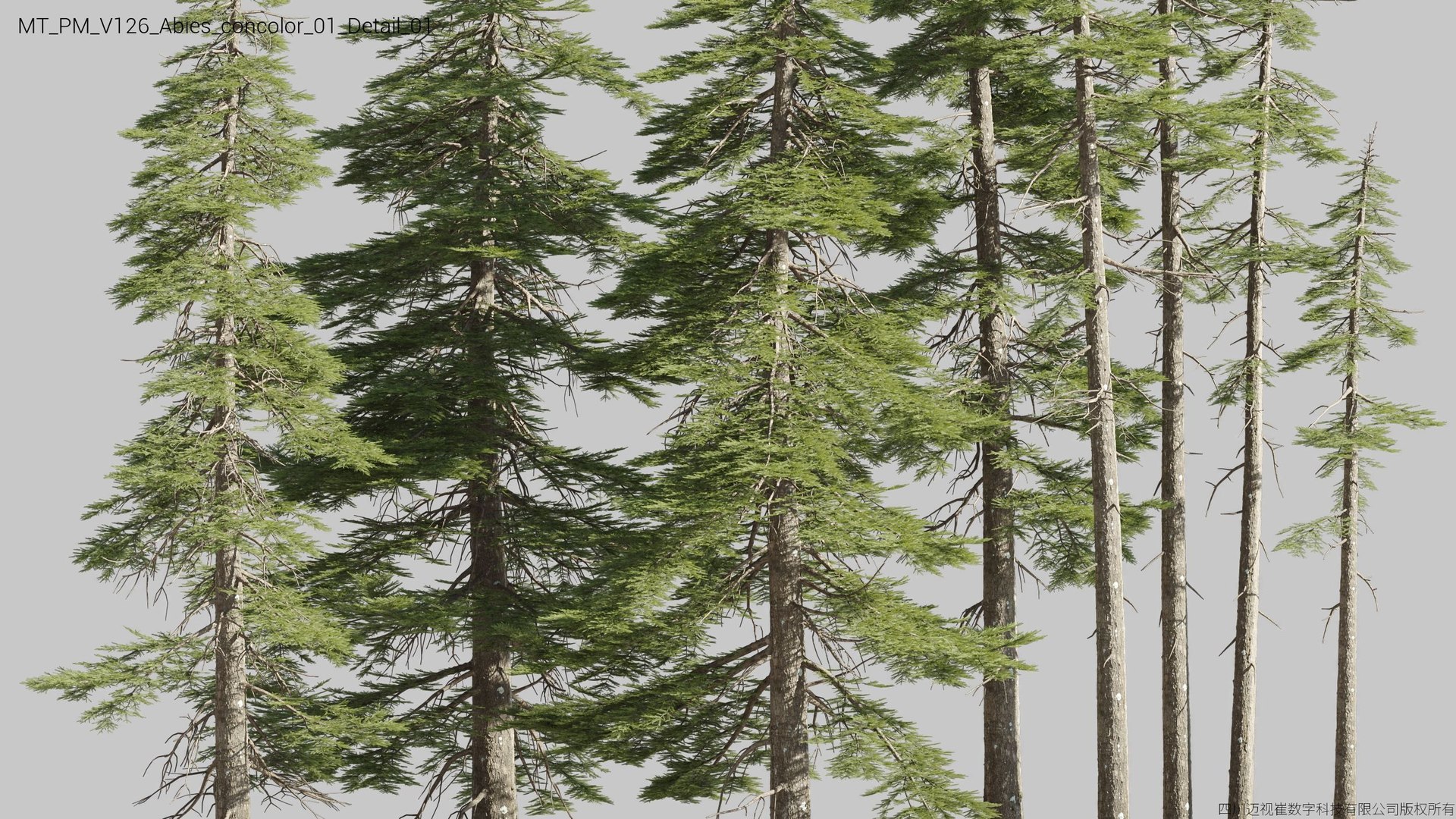Plant Models Vol 126 - Mesh 3D model https://p.turbosquid.com/ts-thumb/az/nEmMpF/x0/mt_pm_v126_abies_concolor_01_detail_01/jpg/1788918447/1920x1080/fit_q87/88ac0f3ce81a1178d67f3bca2ac228a3be4dd8ee/mt_pm_v126_abies_concolor_01_detail_01.jpg