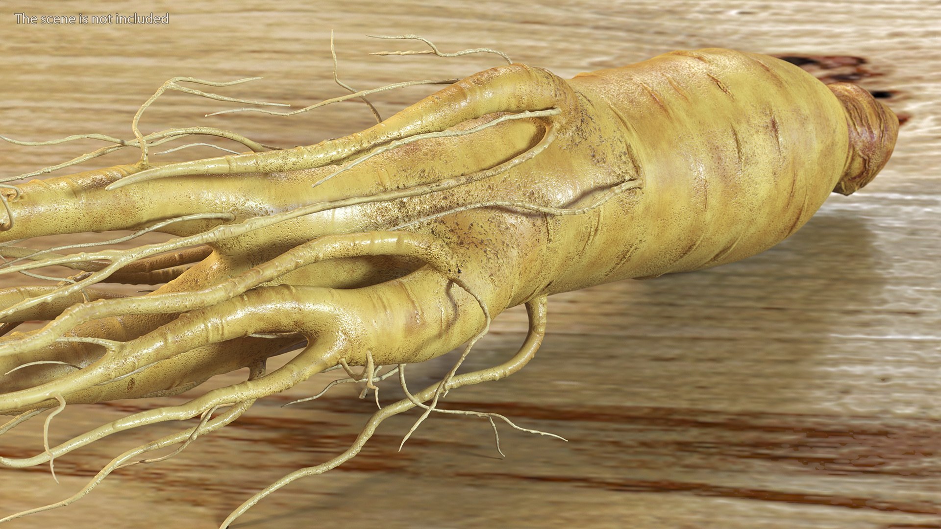 3D Fresh Ginseng Root model https://p.turbosquid.com/ts-thumb/az/ngEluw/10/freshginsengrootc4dmodel004/jpg/1646213579/1920x1080/fit_q87/0d88699bdf030c77465d8b5426bab1650ca080d6/freshginsengrootc4dmodel004.jpg