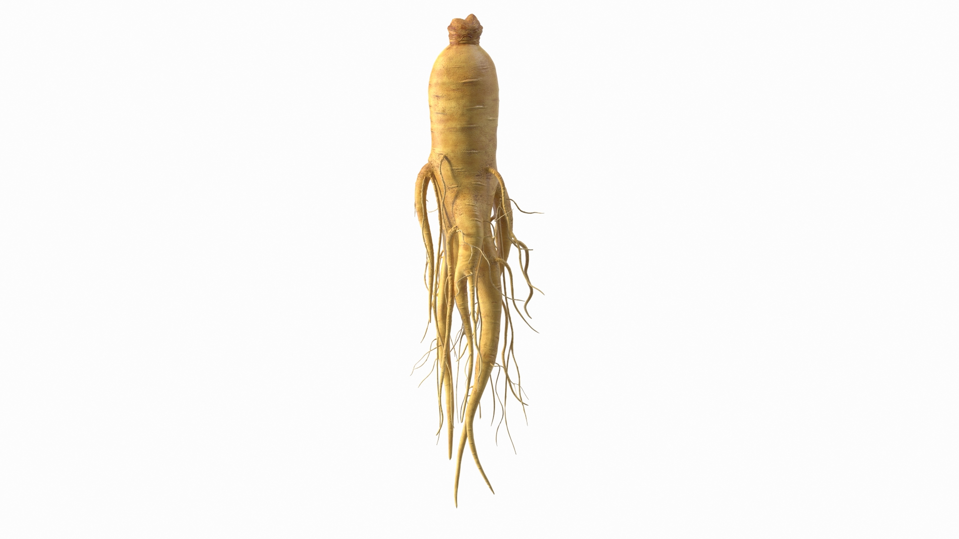 3D Fresh Ginseng Root model https://p.turbosquid.com/ts-thumb/az/ngEluw/3G/fresh_ginseng_root_360/jpg/1646213794/1920x1080/turn_fit_q99/228e4d69b1ef1fc7c450d4dc2f90c6769e8d38b0/fresh_ginseng_root_360-1.jpg
