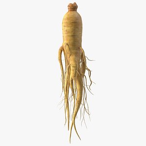 Fresh Ginseng Root