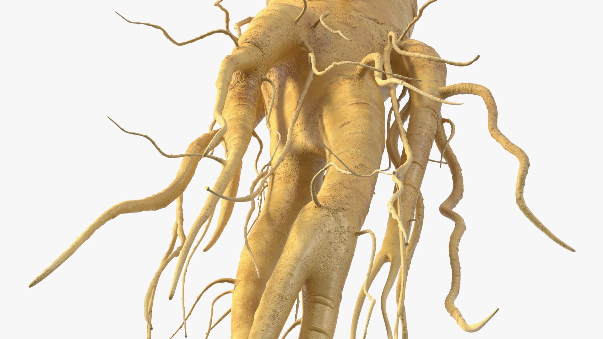 3D Fresh Ginseng Root model https://p.turbosquid.com/ts-thumb/az/ngEluw/C6/freshginsengrootc4dmodel013/jpg/1646213611/1920x1080/fit_q87/4a8ae10da66d70aed78aeee3eb0b8786849e71a0/freshginsengrootc4dmodel013.jpg