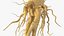 Racine de ginseng frais