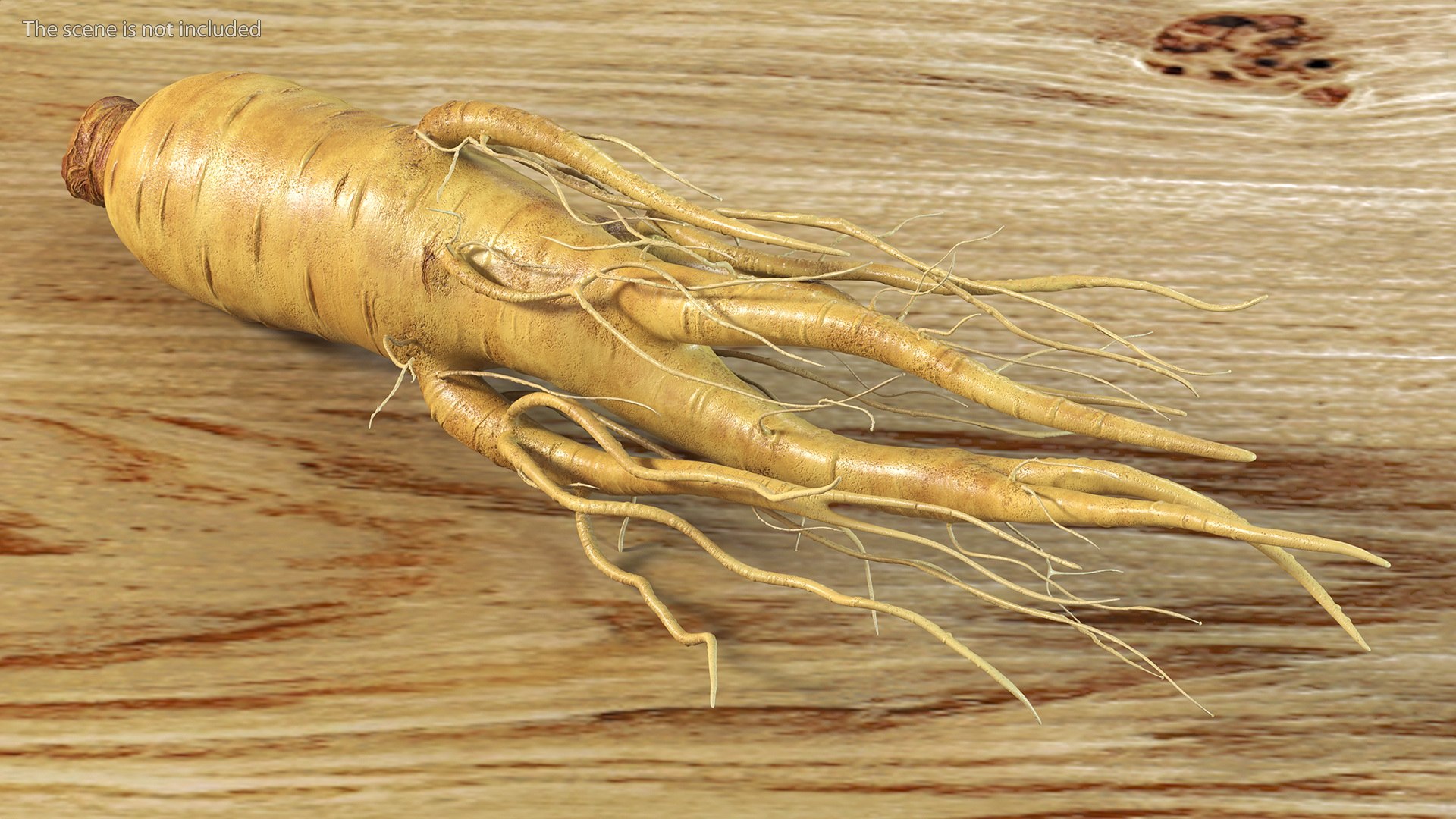 3D Fresh Ginseng Root model https://p.turbosquid.com/ts-thumb/az/ngEluw/I3/freshginsengrootc4dmodel003/jpg/1646213577/1920x1080/fit_q87/18f64b65b1148e7793727d018eaa762fcdc35864/freshginsengrootc4dmodel003.jpg