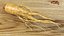 Racine de ginseng frais
