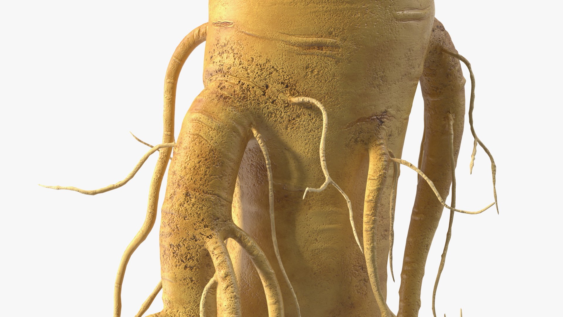 3D Fresh Ginseng Root model https://p.turbosquid.com/ts-thumb/az/ngEluw/Pf/freshginsengrootc4dmodel012/jpg/1646213608/1920x1080/fit_q87/db9ae68507c49d1b558275d095e1c4cbdddbdf65/freshginsengrootc4dmodel012.jpg