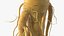 Racine de ginseng frais