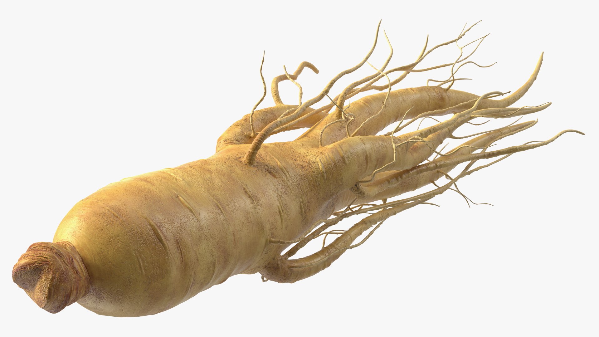 3D Fresh Ginseng Root model https://p.turbosquid.com/ts-thumb/az/ngEluw/RH/freshginsengrootc4dmodel009/jpg/1646213598/1920x1080/fit_q87/b543e590b6ec264ee5e15fc30474f4a389f33395/freshginsengrootc4dmodel009.jpg