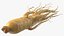 Racine de ginseng frais
