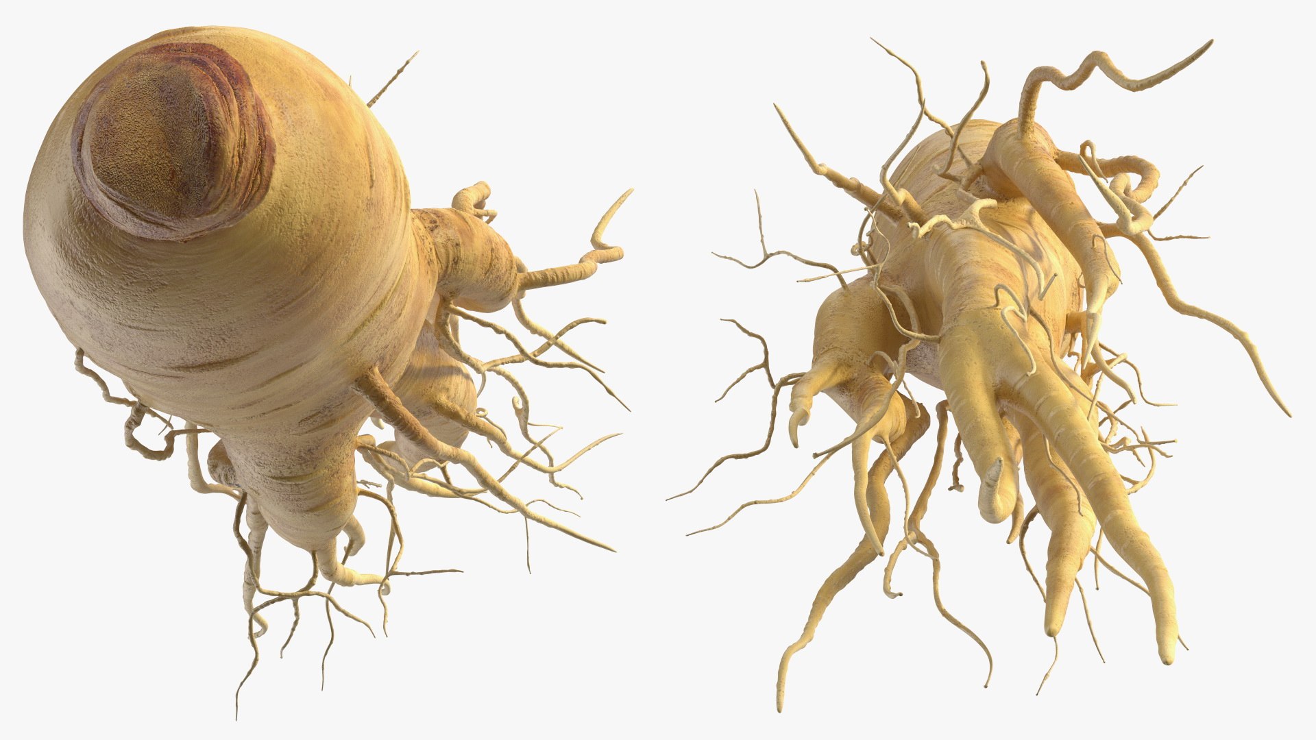 3D Fresh Ginseng Root model https://p.turbosquid.com/ts-thumb/az/ngEluw/Rr/freshginsengrootc4dmodel011/jpg/1646213605/1920x1080/fit_q87/e998abf6f3f6bcc94301e223e3c9742b0cb4b21f/freshginsengrootc4dmodel011.jpg