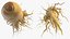 Racine de ginseng frais