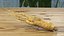Racine de ginseng frais