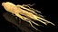 Racine de ginseng frais