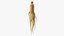 Racine de ginseng frais