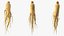 Racine de ginseng frais