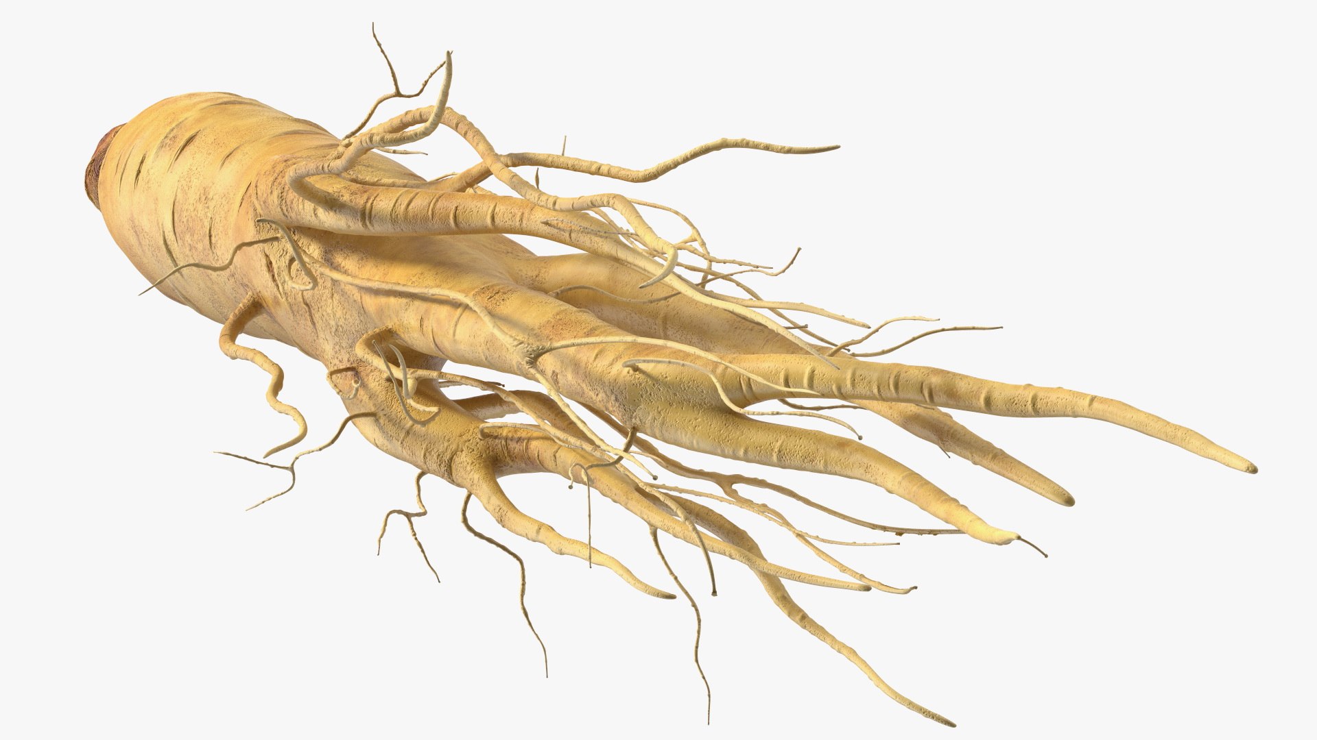 3D Fresh Ginseng Root model https://p.turbosquid.com/ts-thumb/az/ngEluw/jo/freshginsengrootc4dmodel010/jpg/1646213601/1920x1080/fit_q87/0153220d1c8ce9bce947404776ec1345b7037015/freshginsengrootc4dmodel010.jpg