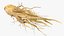 Racine de ginseng frais