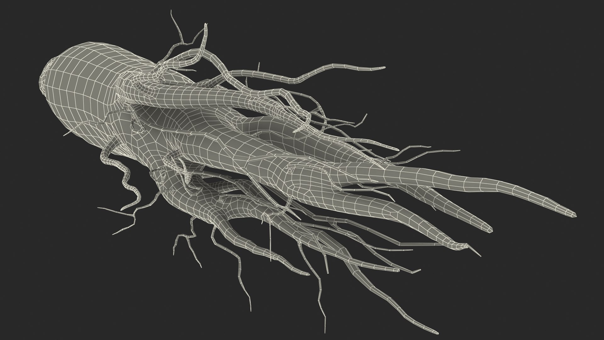 3D Fresh Ginseng Root model https://p.turbosquid.com/ts-thumb/az/ngEluw/yW/freshginsengrootc4dmodel026/jpg/1646213651/1920x1080/fit_q87/b470251345158ae89a5da2ab6ae4189d84185514/freshginsengrootc4dmodel026.jpg