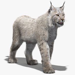 White Eurasian Lynx Animated Fur