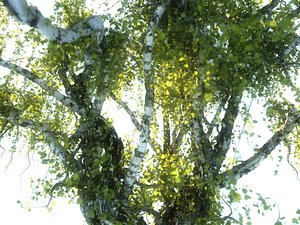 3D tree scanned model