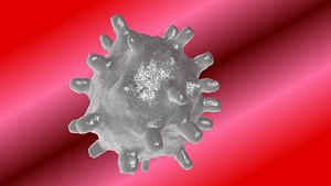 white blood cell