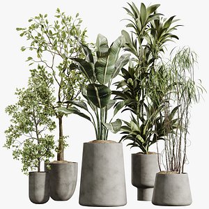 AV Indoor Plants Set 400 Japandi Decorative and Dracaena Warnecki and Bird Of Paradise and Olive