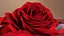 Box With Rose Petals