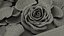 Box With Rose Petals