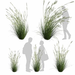 Collection plant vol 599 - Dichelachne - Crinita - Longhair - Grass - 3Ds max - Cinema 4D - Blender  3D model