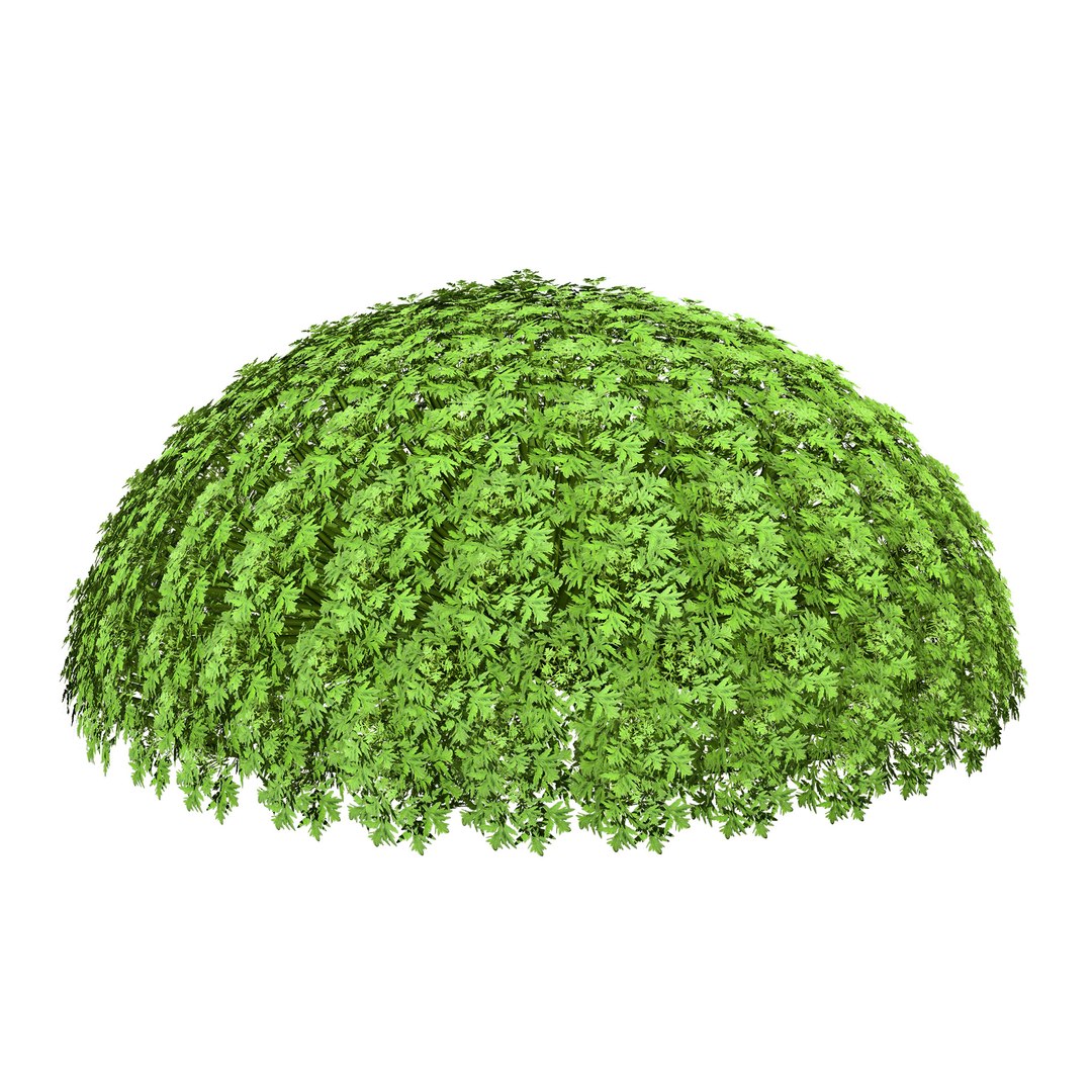 Artemisia schmidtiana Silver Mound 3d model 3D https://p.turbosquid.com/ts-thumb/b0/K4hCgX/8c/artemisia_summer05/jpg/1704123844/1920x1080/fit_q87/d88368ea8d228a9ea8df7eca1edffcbfb488423f/artemisia_summer05.jpg