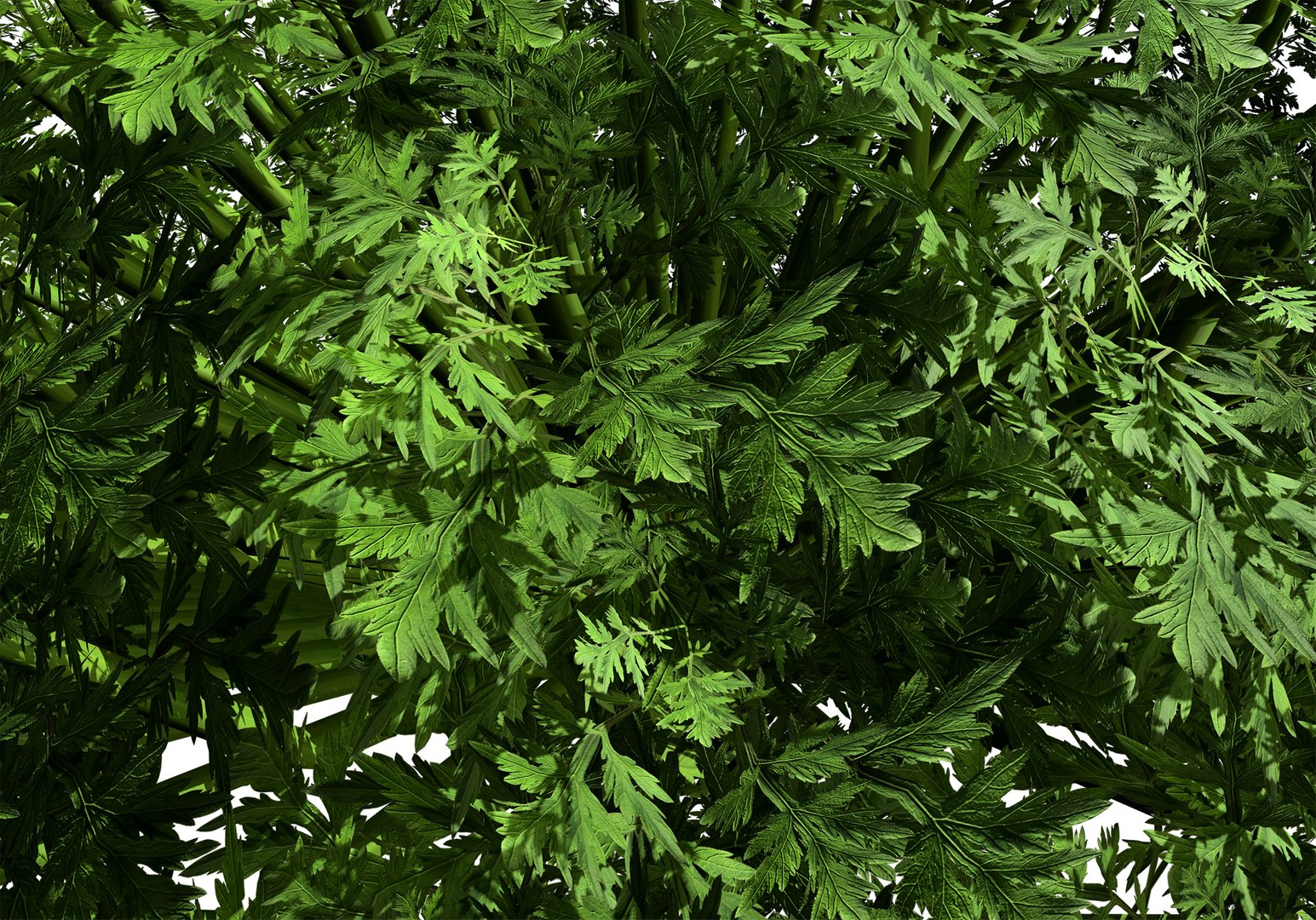 Artemisia schmidtiana Silver Mound 3d model 3D https://p.turbosquid.com/ts-thumb/b0/K4hCgX/KW/artemisia_summer02/jpg/1704123843/1920x1080/fit_q87/cc62a4d411043e2a73c2e97a496dda12691cef1b/artemisia_summer02.jpg