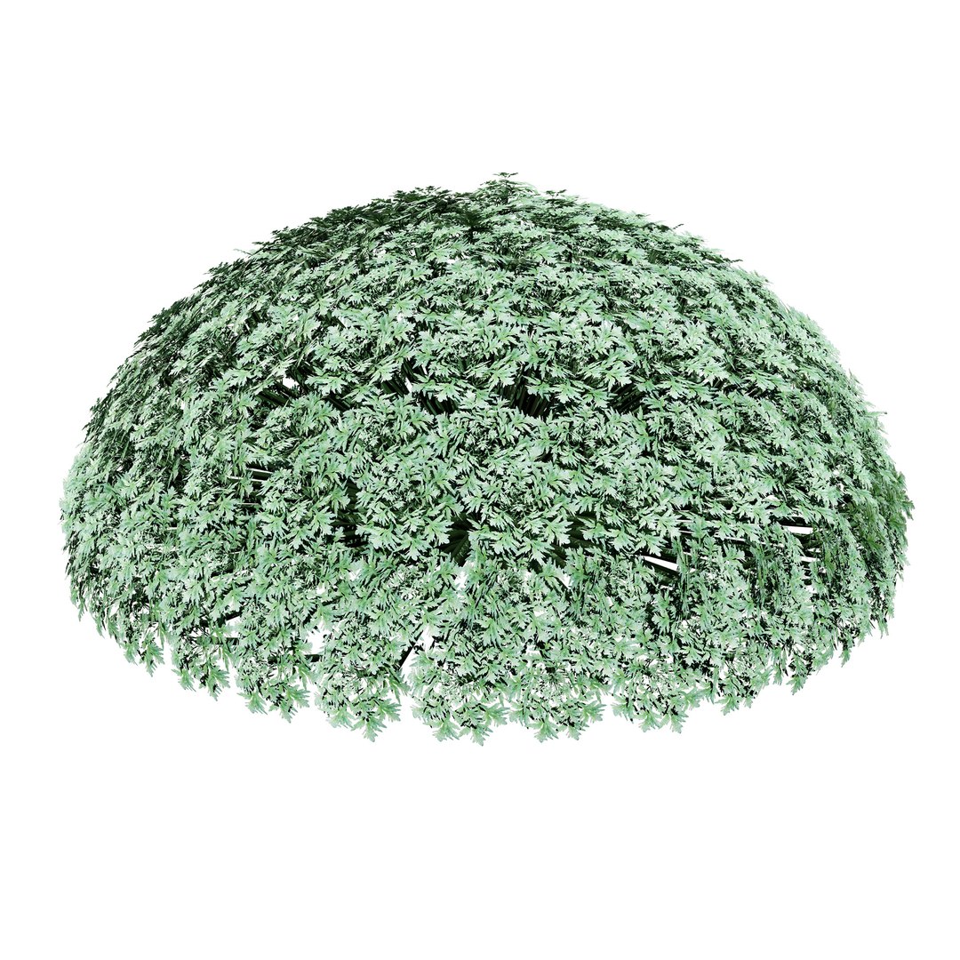 Artemisia schmidtiana Silver Mound 3d model 3D https://p.turbosquid.com/ts-thumb/b0/K4hCgX/MJ/artemisia_spring05/jpg/1704123841/1920x1080/fit_q87/7f1127baf5b7e3d4f0fff533b58cc5b3f6551461/artemisia_spring05.jpg