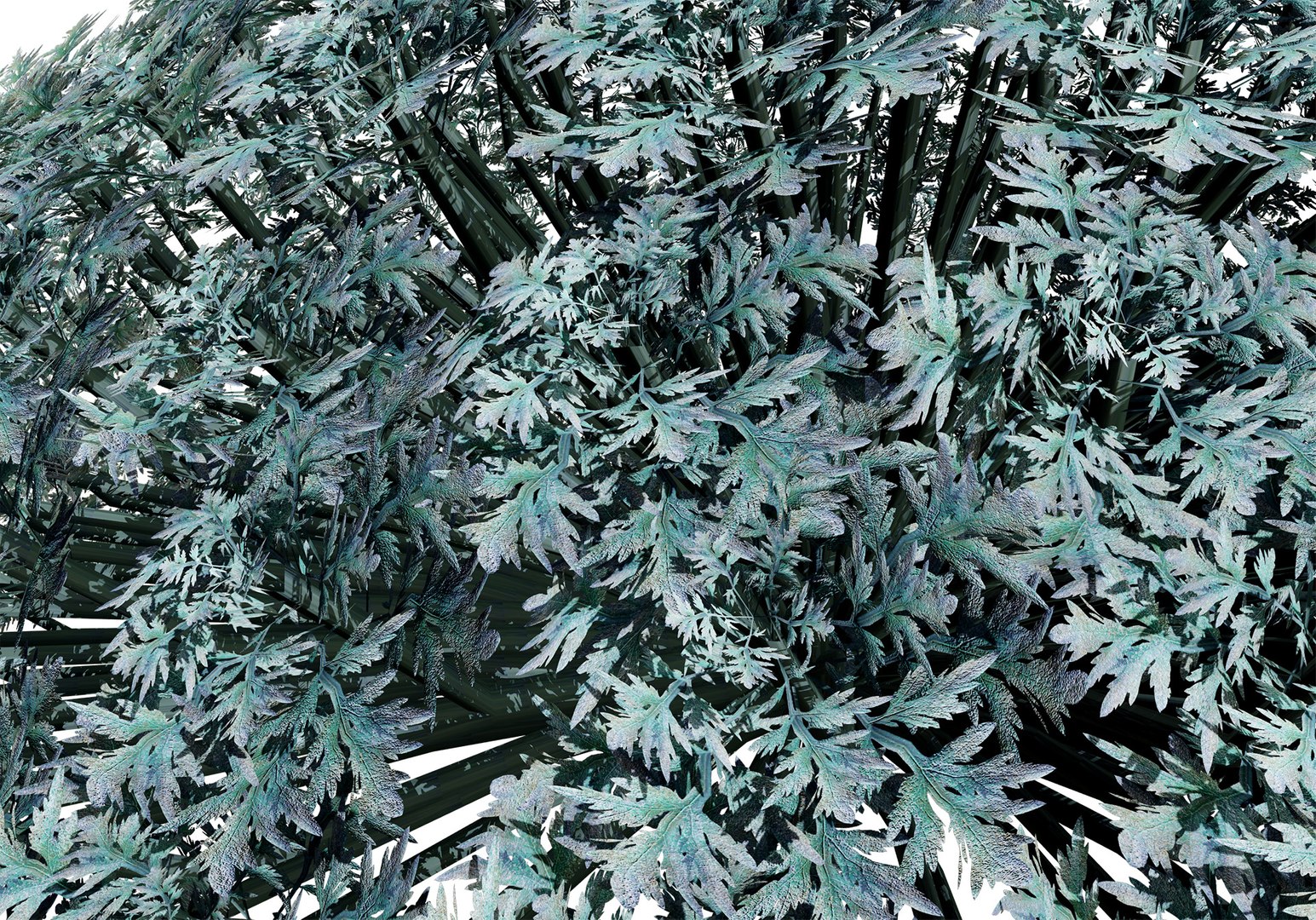 Artemisia schmidtiana Silver Mound 3d model 3D https://p.turbosquid.com/ts-thumb/b0/K4hCgX/T4/artemisia_winter01/jpg/1704123846/1920x1080/fit_q87/6627a55a01b1294b3b385b6cd25a2d83b5f24828/artemisia_winter01.jpg